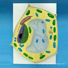 Modelo de célula de planta ampliada para materiais escolares Ensino de biologia (R180115)